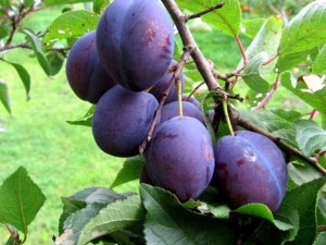  Plum Hungarian: odmiany i ich cechy