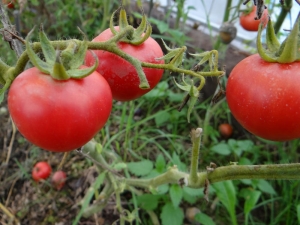  Tomato Agata: advantages and disadvantages, rules of cultivation