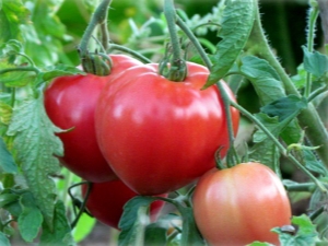  Tomato Batyana: description of the variety and the rules of cultivation