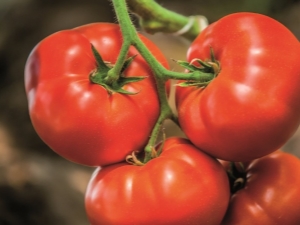  Tomato Big Beef F1: Characteristics of the variety and cultivation agrotechnology