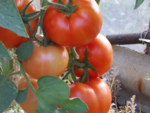  Tomato Bobkat F1: description and yield of the variety