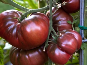  Tomato Black Prince: description of the variety and subtleties of cultivation