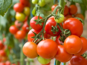  Tomato Money Bag: description of the variety and subtleties of cultivation