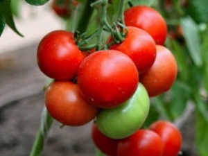  Tomato Hali-Ghali: yield varieties and cultivation features