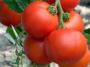  Tomato Intuition F1: benefits and rules of cultivation