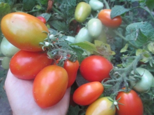  Tomato Lel: characteristic and description of the variety