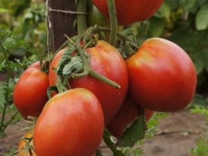  Tomato Sevryuga: description, planting and care