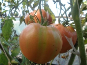  Tomato Cap Monomakh: variety description and cultivation rules