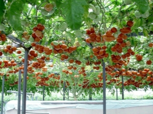  Tomato Octopus F1: variety description and cultivation process