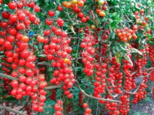  Sweet Cherry Tomato: Charakterystyka odmian i uprawa