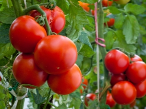  Tomatoes Evpator: features of the variety and fineness of breeding