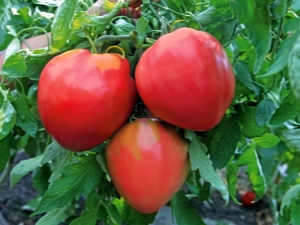  Tomatoes Volovye heart: features of a grade and productivity