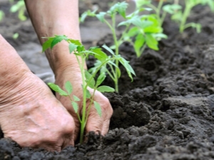  Subtleties transplanting tomatoes