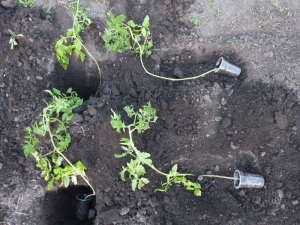  Subtleties of planting overgrown tomato seedlings