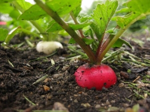  The subtleties of the process of growing radish