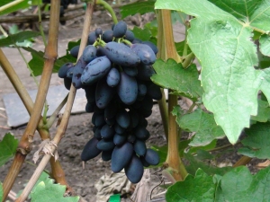  Grape Academic: features of the variety and cultivation