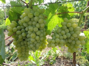  Harold grapes: variety description and cultivation features