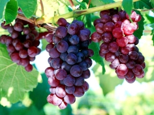  Grape Cardinal: variety description, types and cultivation