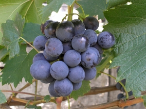  Muromets grape: characteristics of the variety and cultivation