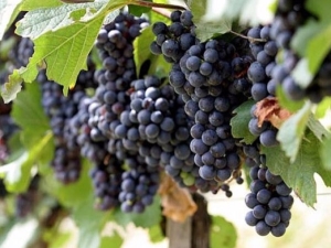  Veliant grapes: characteristics of the variety and cultivation