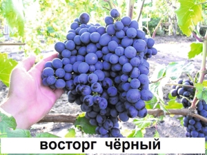  Grapes Delight: cechy i modyfikacje odmiany