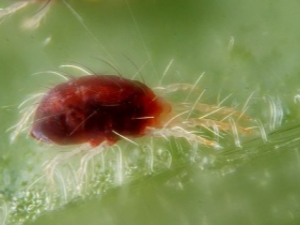  Roztocza winogron: odmiany i metody usuwania szkodników