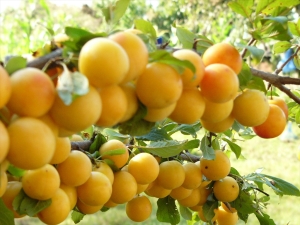  All about cherry plum: from good and harm to cultivation