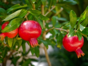  Growing indoor pomegranate and rules of care for him