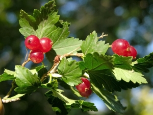  Alpine currant: description and rules of cultivation