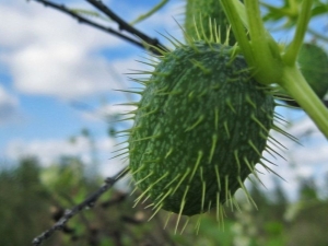  Mad cucumber: features and application of an unusual plant