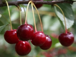  Sweet cherry diseases: description and treatment methods