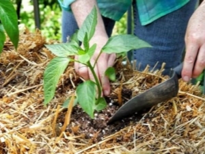  How to feed the pepper after planting in the ground?