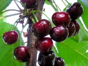  Melitopol Sweet Cherry: Characteristics of a Variety and Secrets of Cultivation