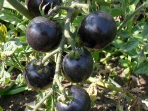  Black tomatoes: specialties and popular varieties