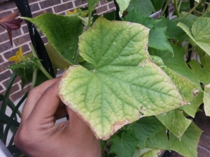  What if the leaves of cucumbers dry edges?