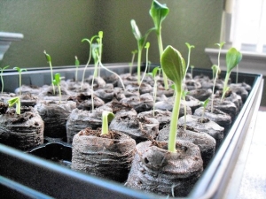  What to do if cucumber seedlings stretch out?