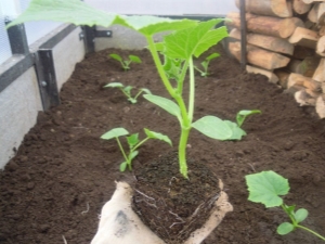  What to put in the hole when planting cucumbers?