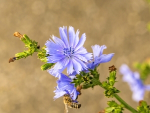  Chicory: features and properties of the plant