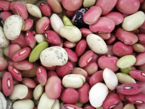  Beans: composition, calorie and nutritional value