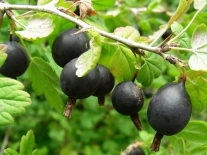  Hybrid of currant and gooseberry: characteristics and cultivation