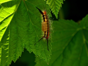  Caterpillars on currants: why did they appear and how to get rid of?