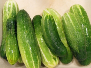  Characteristic and cultivation of Othello F1 cucumber cultivar