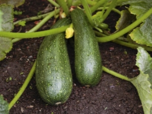  Squash squash: a fajta és a mezőgazdasági technológia jellemzői