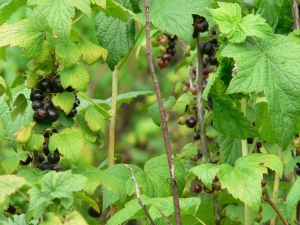  How to deal with spider mite on currants?