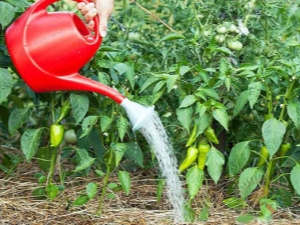  How often should I water the pepper in the greenhouse?