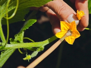 How to pollinate cucumbers at home?