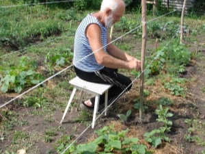  How to tie cucumbers in the open field?