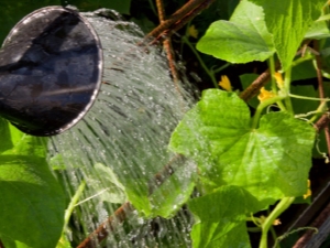  How to water cucumbers?