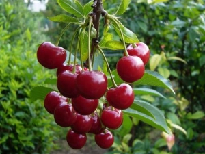  How to plant and grow sweet cherry?