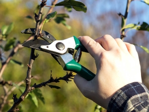 How to cut the cherries and form the crown?